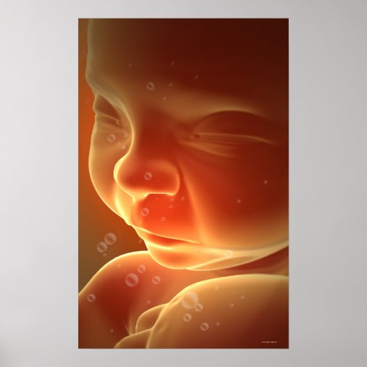 Embryonische ontwikkeling 4 poster (Voorkant)