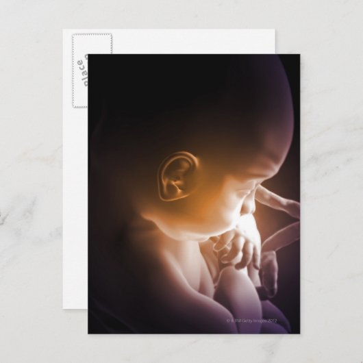 Embryonische ontwikkeling 5 briefkaart (Voorkant / Achterkant)