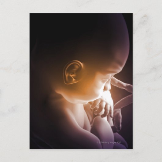 Embryonische ontwikkeling 5 briefkaart (Voorkant)