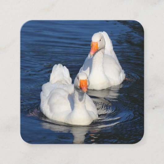Emden Geese Vierkante Visitekaartje (Voorkant)