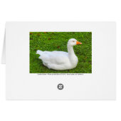 Emden Goose (Achterkant Horizontaal)