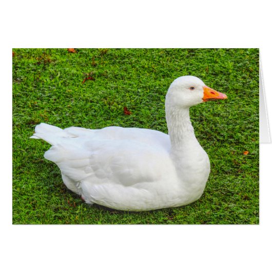 Emden Goose (Voorkant Horizontaal)
