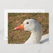 Emden Goose Briefkaart (Voorkant / Achterkant)