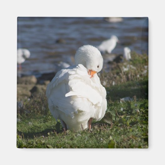 Emden Goose Magneet (Voorkant)