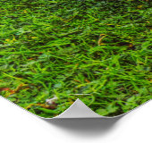 Emden Goose Poster (Hoek)