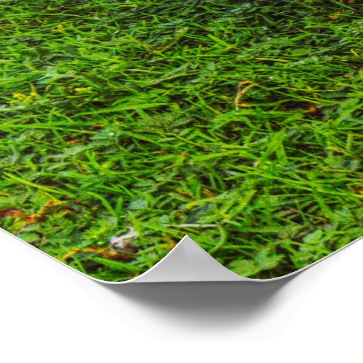 Emden Goose Poster (Hoek)