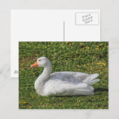 Emden Goose, Roath Park Lake, Cardiff, Wales. Briefkaart (Voorkant / Achterkant)