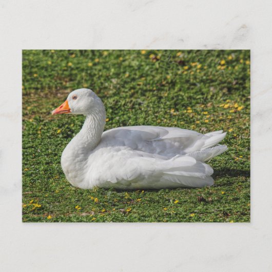Emden Goose, Roath Park Lake, Cardiff, Wales. Briefkaart (Voorkant)