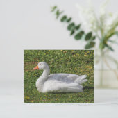 Emden Goose, Roath Park Lake, Cardiff, Wales. Briefkaart (Staand voorkant)