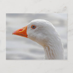 Emden Goose, Roath Park Lake, Cardiff, Wales. Briefkaart