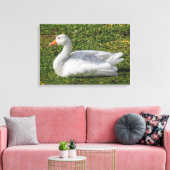 Emden Goose, Roath Park Lake, Cardiff, Wales. Canvas Afdruk (Insitu (Woonkamer))