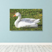 Emden Goose, Roath Park Lake, Cardiff, Wales. Canvas Afdruk (Insitu (Houten vloer))