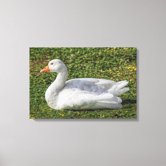 Emden Goose, Roath Park Lake, Cardiff, Wales. Canvas Afdruk (Voorkant)