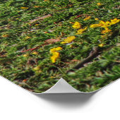 Emden Goose, Roath Park Lake, Cardiff, Wales. Poster (Hoek)