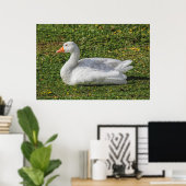 Emden Goose, Roath Park Lake, Cardiff, Wales. Poster (Thuiskantoor)