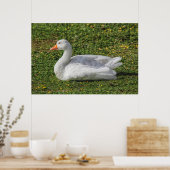Emden Goose, Roath Park Lake, Cardiff, Wales. Poster (Keuken)