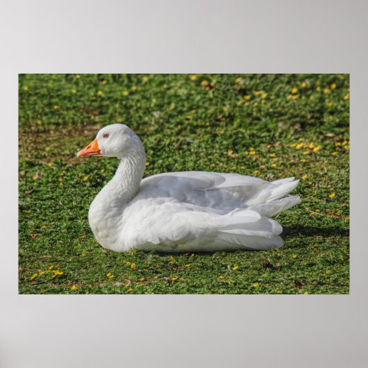 Emden Goose, Roath Park Lake, Cardiff, Wales. Poster (Voorkant)
