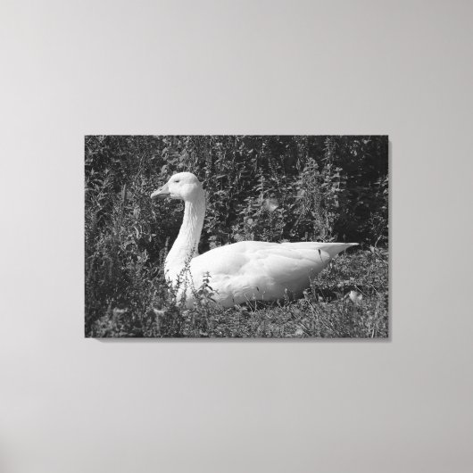 Emder gans canvas afdruk (Voorkant)