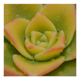 Emerald Bloom: Nature’s Liquid Jewel Perfect Poster