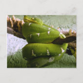 Emerald Boa Briefkaart (Voorkant)