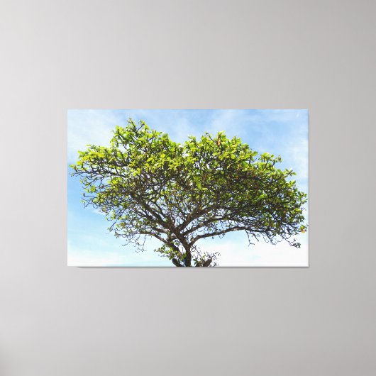 Emerald Canopy: The Coastal Almond Tree Canvas Afdruk (Voorkant)