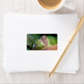 Emerald Dove Profile and Perch Etiket (Insitu)