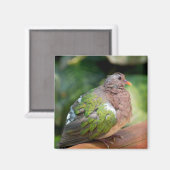 Emerald Dove Profile and Perch Magneet (Voorkant / Achterkant)
