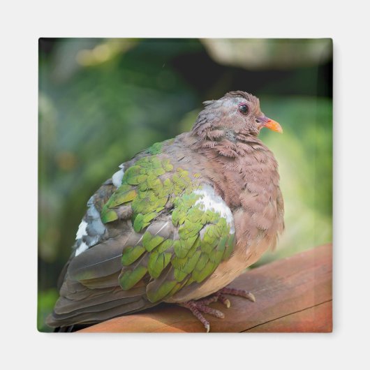 Emerald Dove Profile and Perch Magneet (Voorkant)