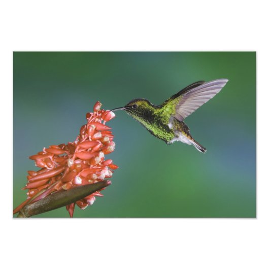 Emerald, Elvira cupreiceps, met koppen, Foto Afdruk (Voorkant)