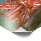 Emerald, Elvira cupreiceps, met koppen, Foto Afdruk (Hoek)