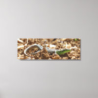 Emerald lizard Salamander op aarde