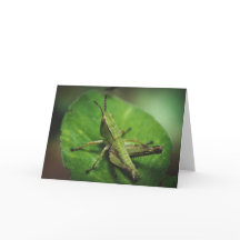 Emerald Majesteit: een elegante sprinkhaan