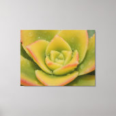 Emerald Succulent Macro Canvas Wall Art Print  (Voorkant)