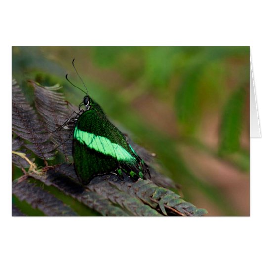 Emerald Swallowtail (Voorkant Horizontaal)