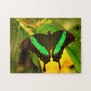 Emerald Swallowtail Butterfly. Legpuzzel