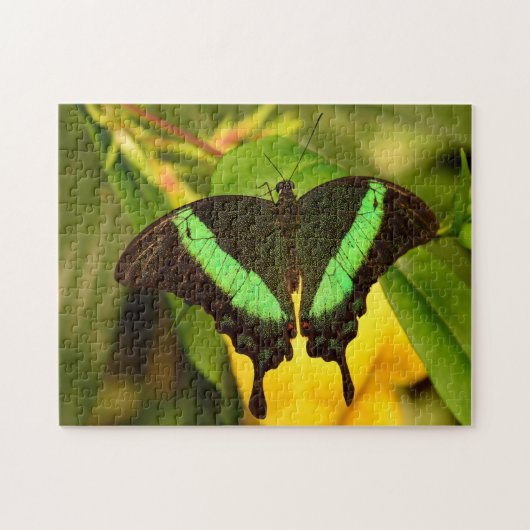 Emerald Swallowtail Butterfly. Legpuzzel (Horizontaal)