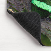 Emerald Swallowtail Muismat (Hoek)