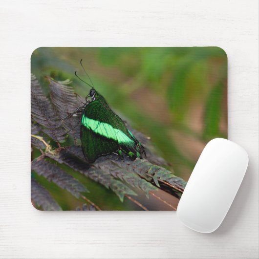 Emerald Swallowtail Muismat (Met muis)