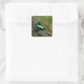 Emerald Swallowtail Vierkante Sticker (Tas)
