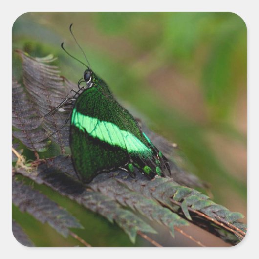 Emerald Swallowtail Vierkante Sticker (Voorkant)