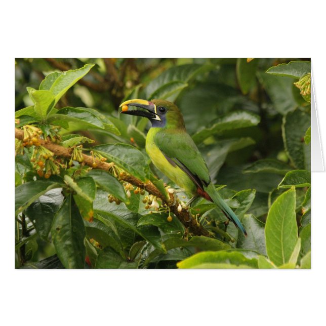 Emerald Toucanet (Voorkant Horizontaal)