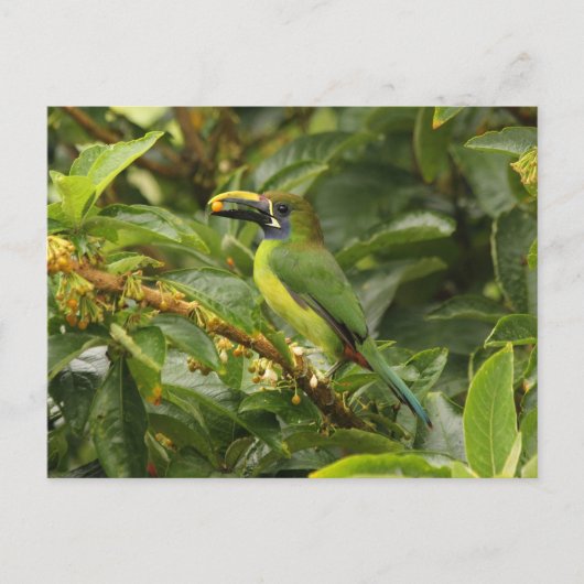 Emerald Toucanet Briefkaart (Voorkant)