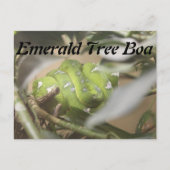 Emerald Tree Boa # 1 Briefkaart (Voorkant)