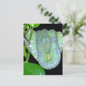 Emerald Tree Boa-Morticia Briefkaart (Staand voorkant)