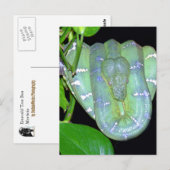 Emerald Tree Boa-Morticia Briefkaart (Voorkant / Achterkant)