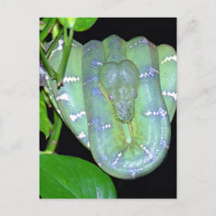 Emerald Tree Boa-Morticia Briefkaart