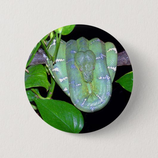Emerald Tree Boa-Morticia Button (Voorkant)