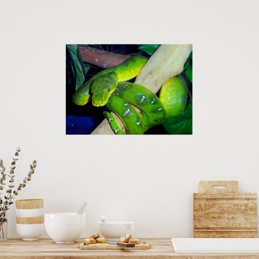 Emerald Tree Boa Poster (Keuken)