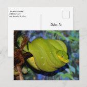 Emerald Tree Boa Snake Briefkaart (Voorkant / Achterkant)