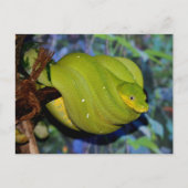 Emerald Tree Boa Snake Briefkaart (Voorkant)